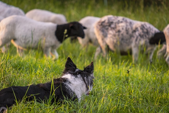 Unleash the True Potential of Your Border Collie: Exercise Routines…