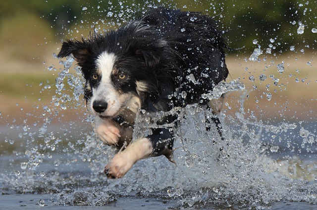 Unlock the World of Border Collies: A Comprehensive Guide for…