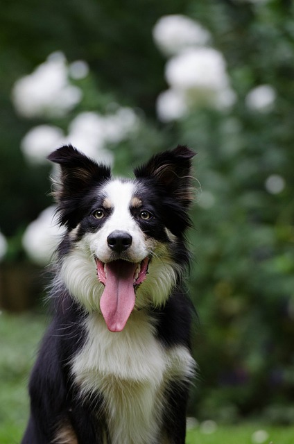 Welcome to the Border Collie Puppy Haven: A Comprehensive Guide…