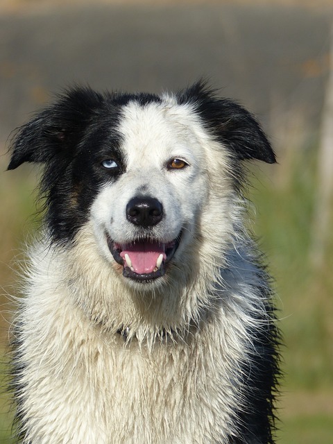 Border Collie Pups: A Comprehensive Guide for Texas Dog Lovers…