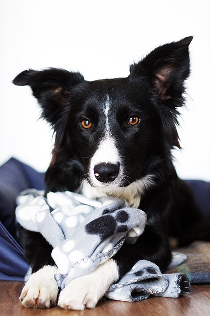 Border Collie Puppies: Your Guide to Nebraska’s Smartest Sidekicks Prepare…