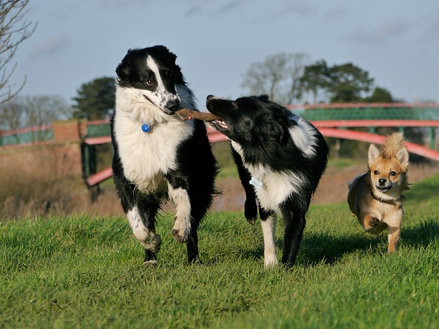 Border Collies: A Breed Apart from the Pack Border collies…