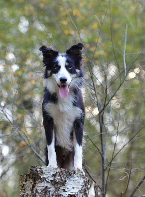 Welcome to the Wonderful World of Border Collie Dogs Embark…