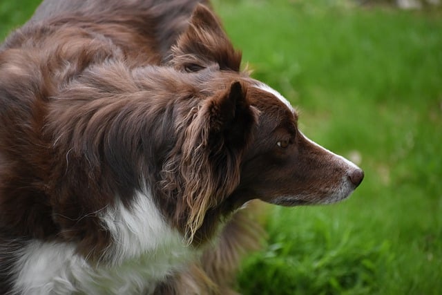 Unveiling the Dynamic World of Border Collies and their Herding…