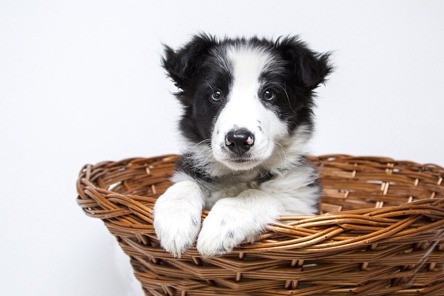 Embark on a Paw-some Adventure with Border Collie Puppies in…