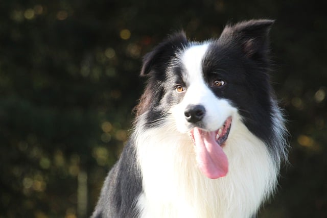 Discover the Joyous World of Border Collie Pups: A Guide…