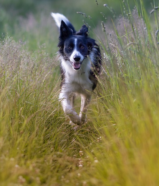 Unlocking the Potential of Your Border Collie: A Comprehensive Guide…