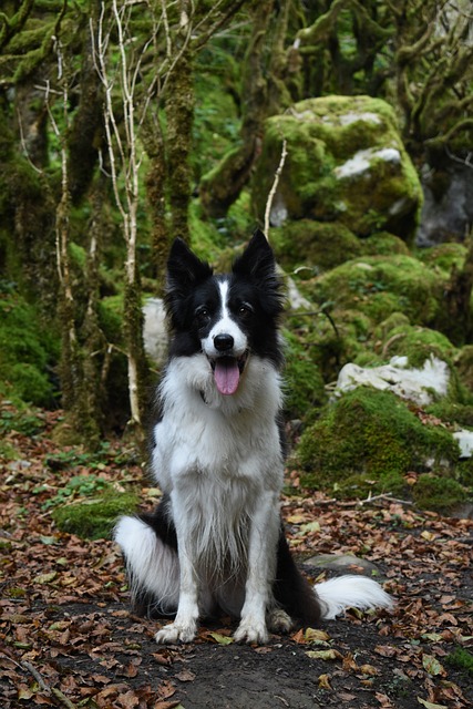 Unveil the Rich Tapestry of the Border Collie: A Canine…