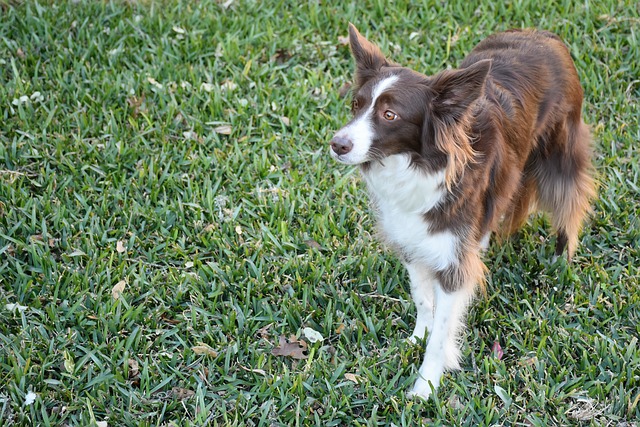 Get Ready to Unleash the Border Collie Spirit Within Your…