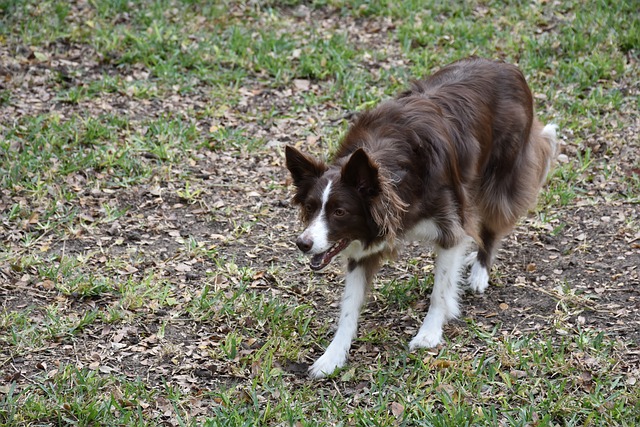 Paw-some Grooming Guide for Border Collies: A Tail-Wagging Adventure Border…