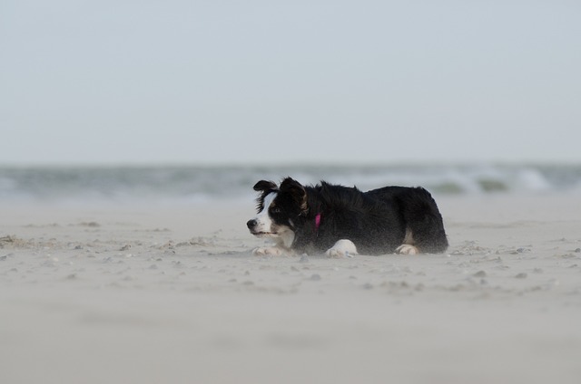 Comparing Border Collies with Other Herding Breeds: A Comprehensive Guide…