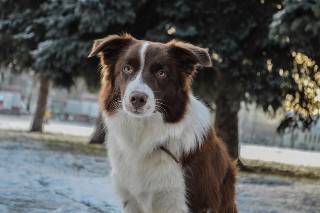 Border Collies: The Ultimate Canine Companions in North Dakota Border…