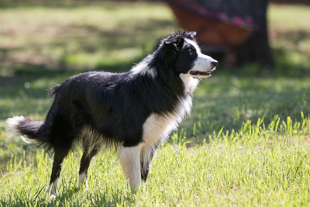 Discover the Extraordinary Personality of the Border Collie: A Guide…