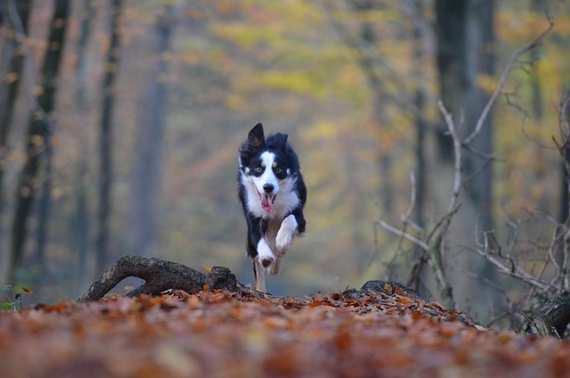 The Ultimate Guide to Border Collies: Unlocking the Pros and…