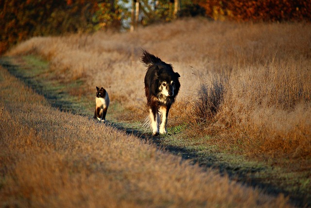 Discover the Exuberant World of Playful Border Collies in Iowa…