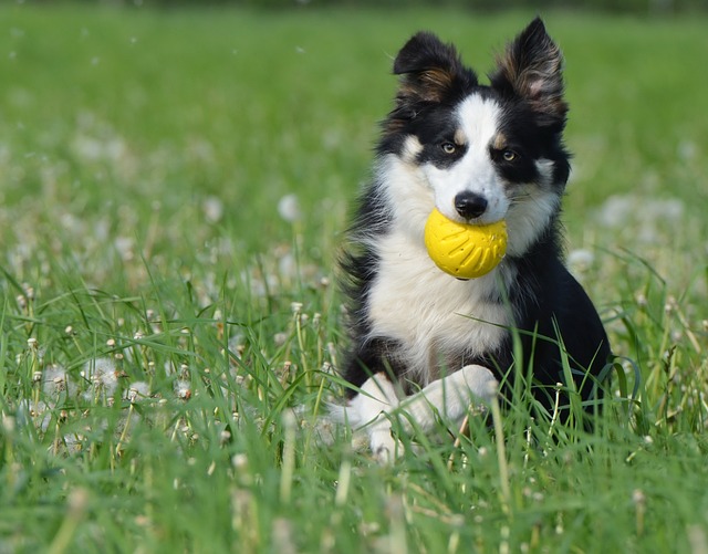 Border Collies: Nature’s Superior Species Over Dinosaurs! Are you a…