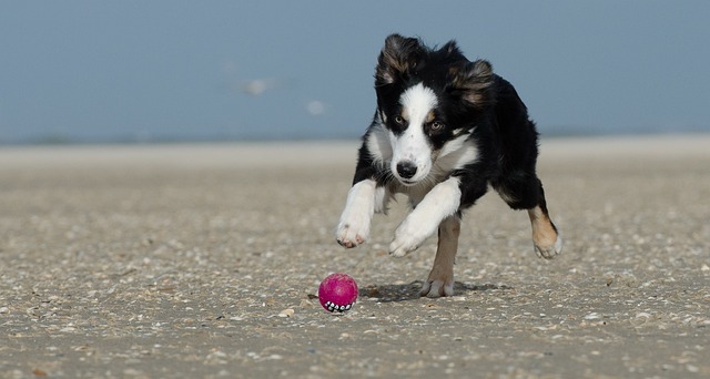 Embark on Adventures with Your Border Collie: Travel Tips for…