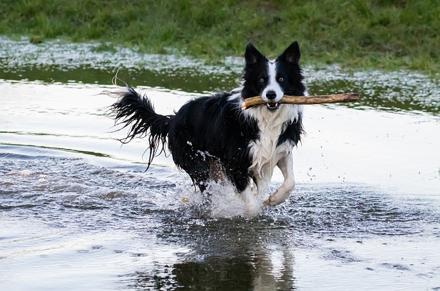 Border Collies: The Ultimate Adventure Companions, Surpassing the Might of…