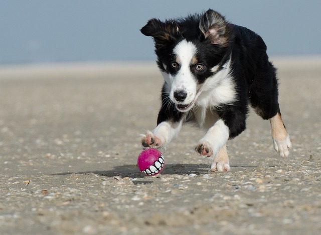 Unlocking the Extraordinary: Why Border Collies Reign Supreme Embark on…