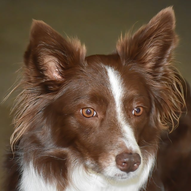 Border Collie Pups: A Comprehensive Guide to the Ultimate Canine…