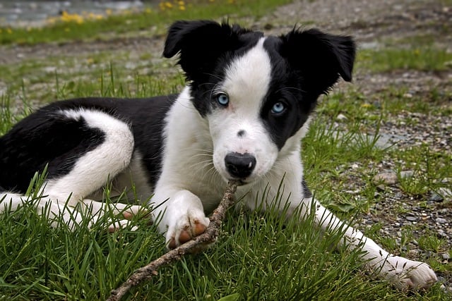 Unleash Your Border Collie’s Potential: Exercise Routines to Keep Them…