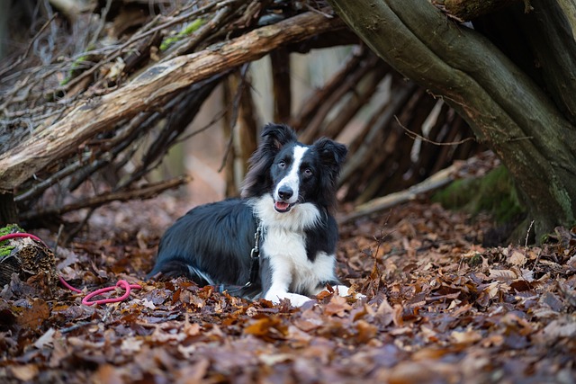 Delve into the Enchanting World of Border Collie Dogs Prepare…