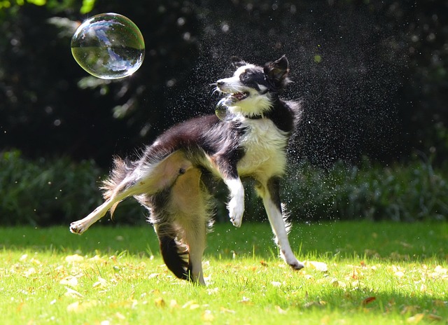 Border Collies: Empowering Prevention Against Common Health Issues Border Collies,…