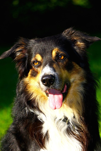 Unveiling the Secrets of Border Collie Grooming: A Comprehensive Guide…