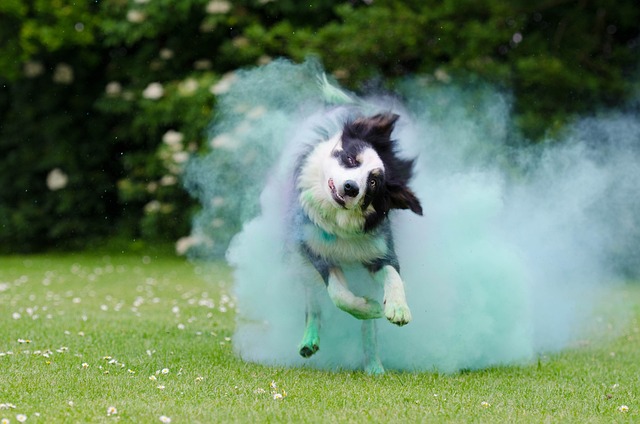 Meet the Extraordinary Border Collie Puppies in Florida: Your Guide…