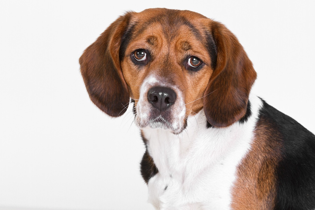 Beagle | Discover The Charming Beagle: A Canine Companion For…