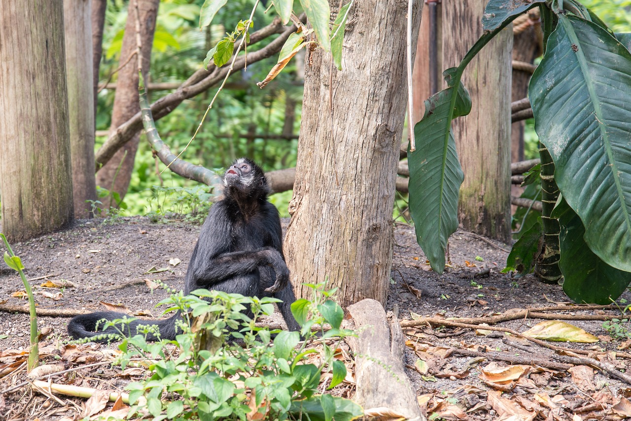 Bonobo » Discover The Enchanting Bonobos And Rizz In Santa…