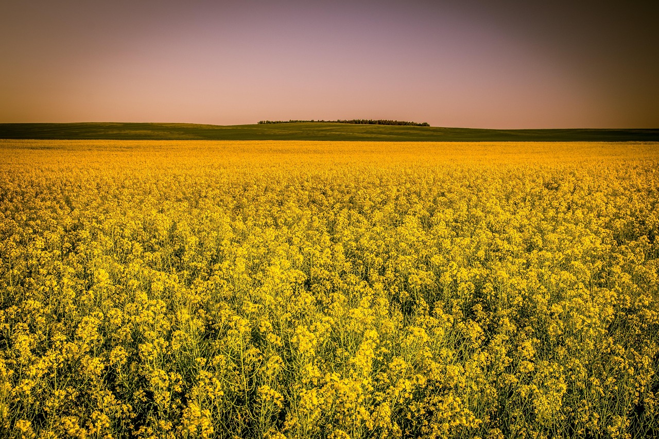 Canola Oil / Canola Oil And Bosnia And Herzegovina: A…