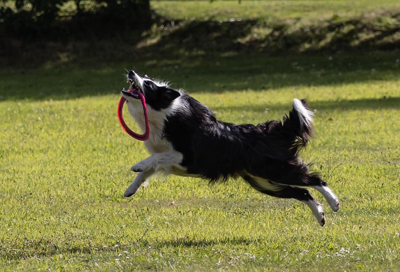 Challenges And Rewards Of Owning A Border Collie. | The…