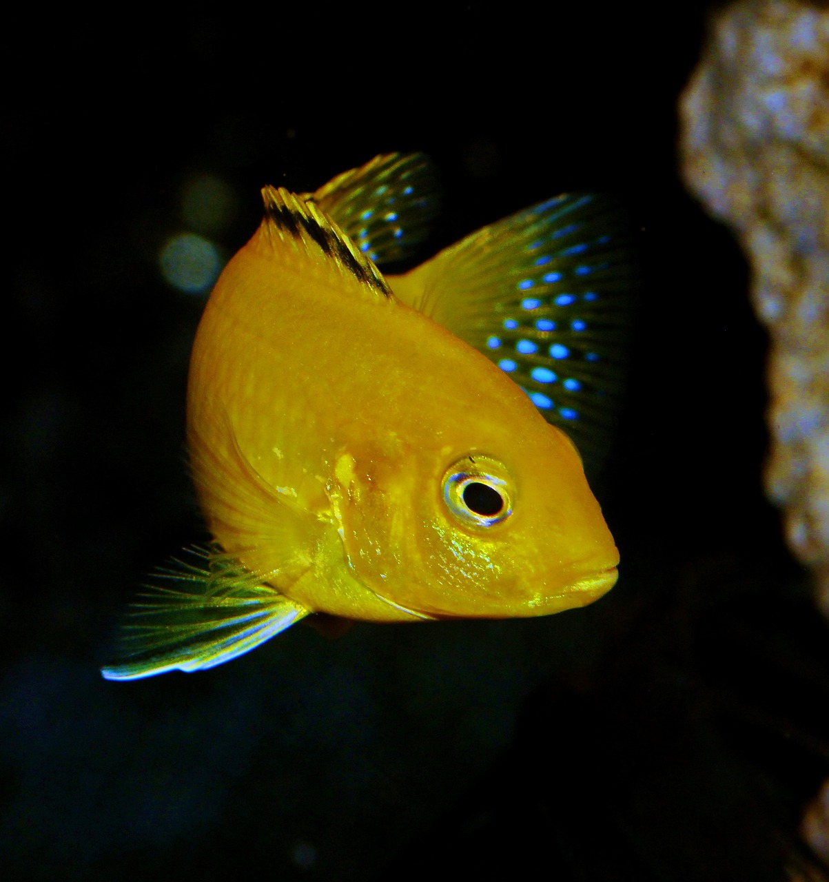 Cichlid / Title: Cichlids: An In-depth Dive Into The Colorful…