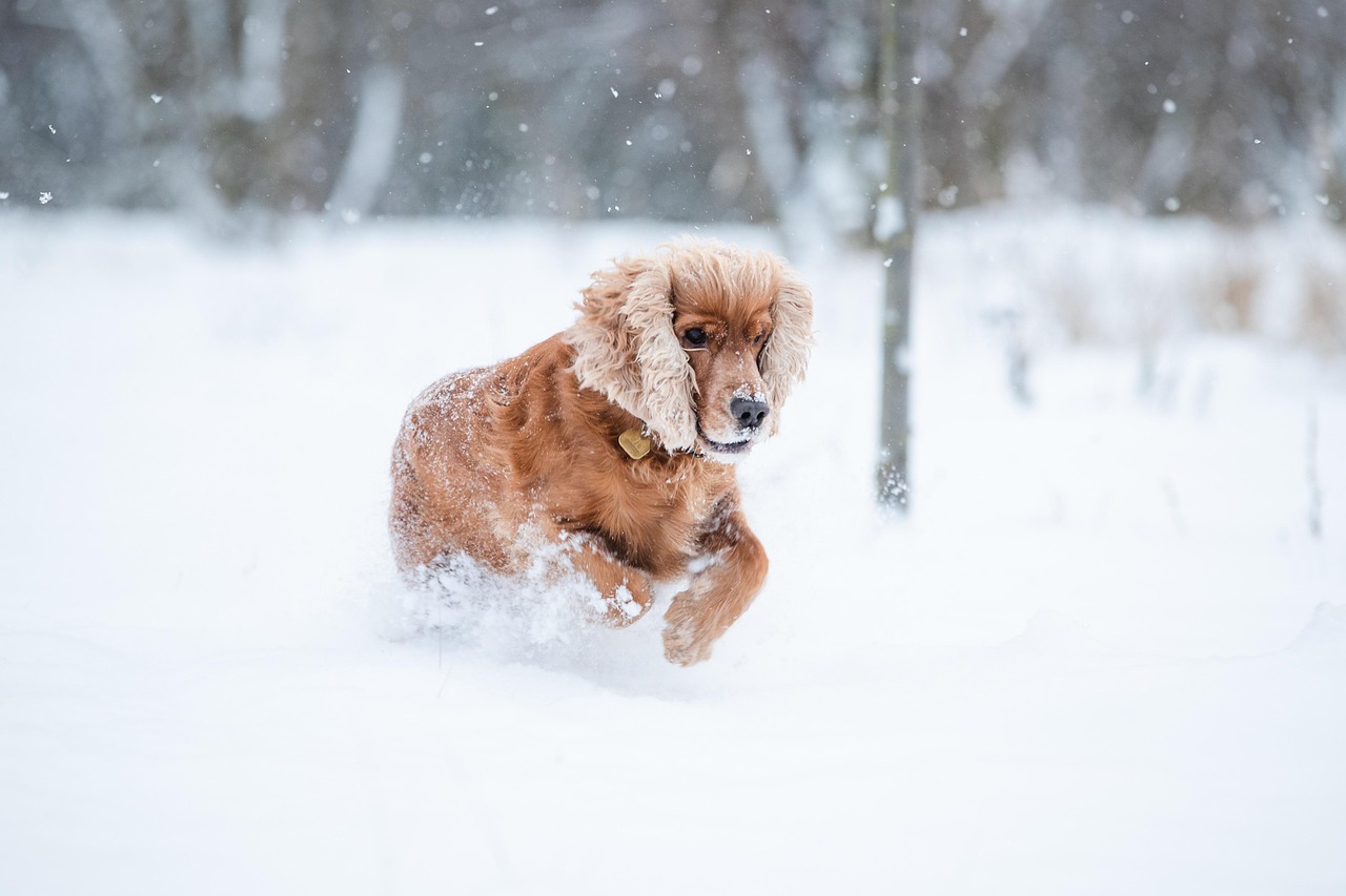 Cocker Spaniel – Unveil The Charm Of Cocker Spaniels And…