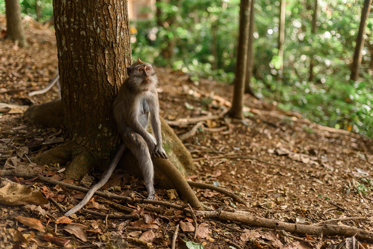 Colobus Monkey » Discover The Curious World Of Colobus Monkeys:…