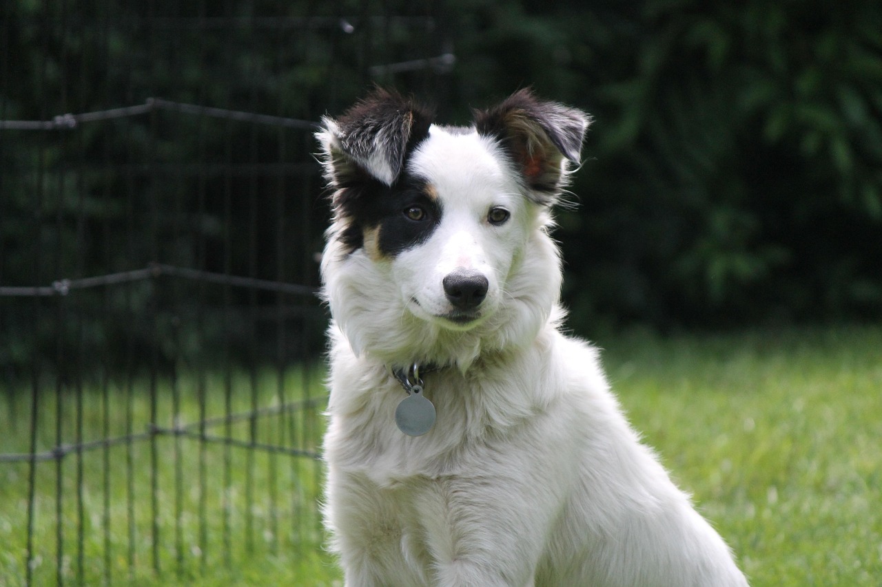 Common Health Issues In Border Collies And How To Prevent…