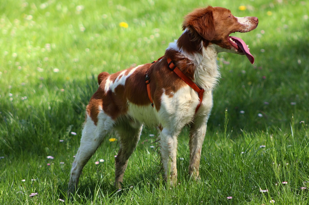 English Springer Spaniel – Discover The Joy Of English Springer…