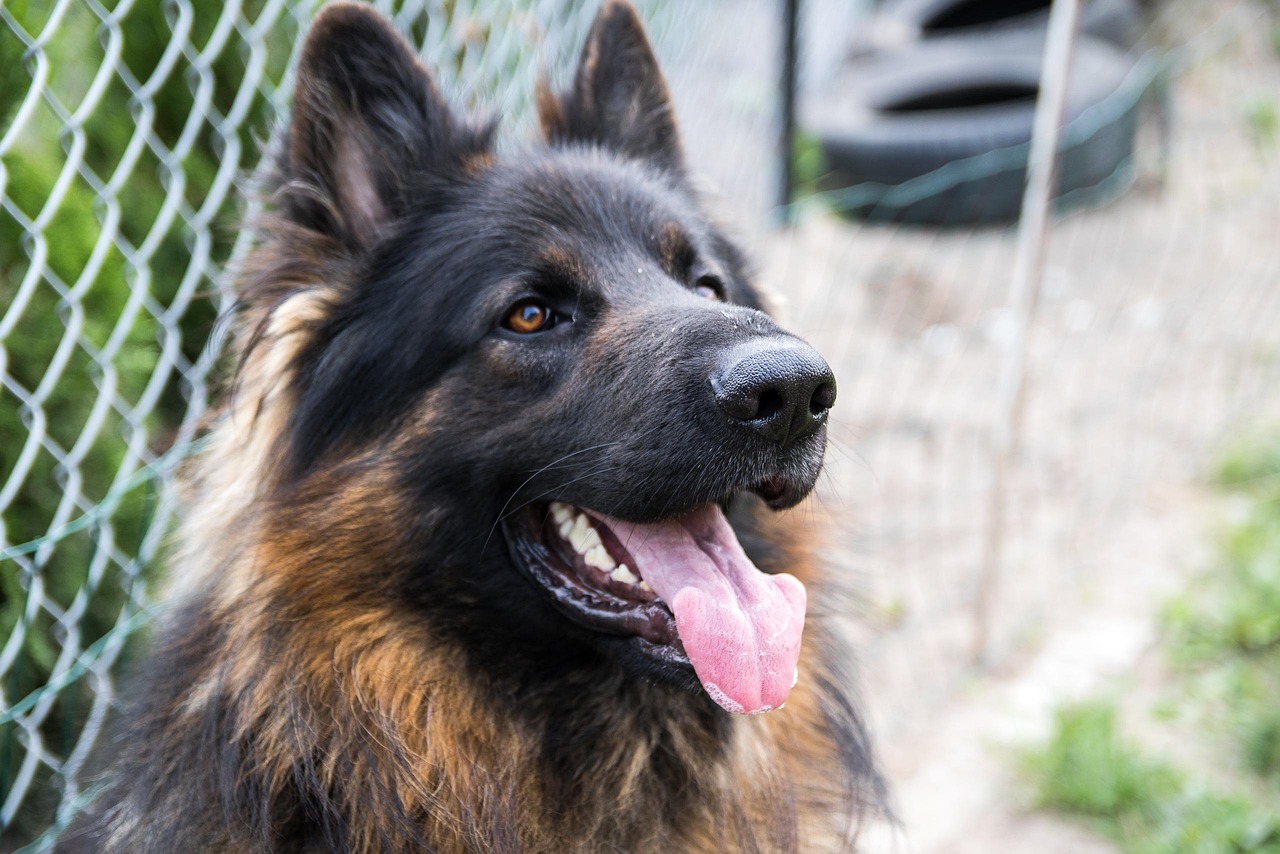 German Shepherd Dog / Discover The Loyal Companions And Enchanting…