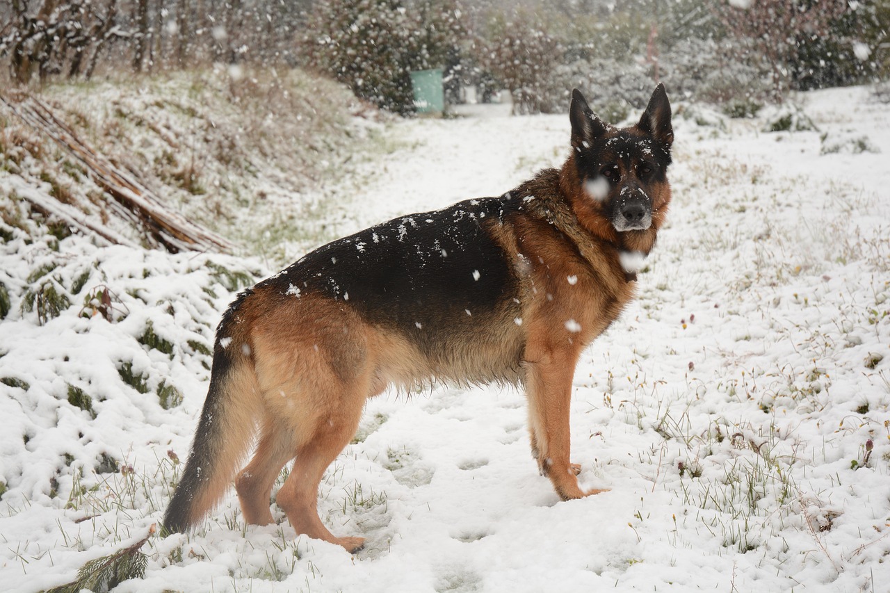 German Shepherd: Uncover The Enchanting Duo: German Shepherds And Grenada,…