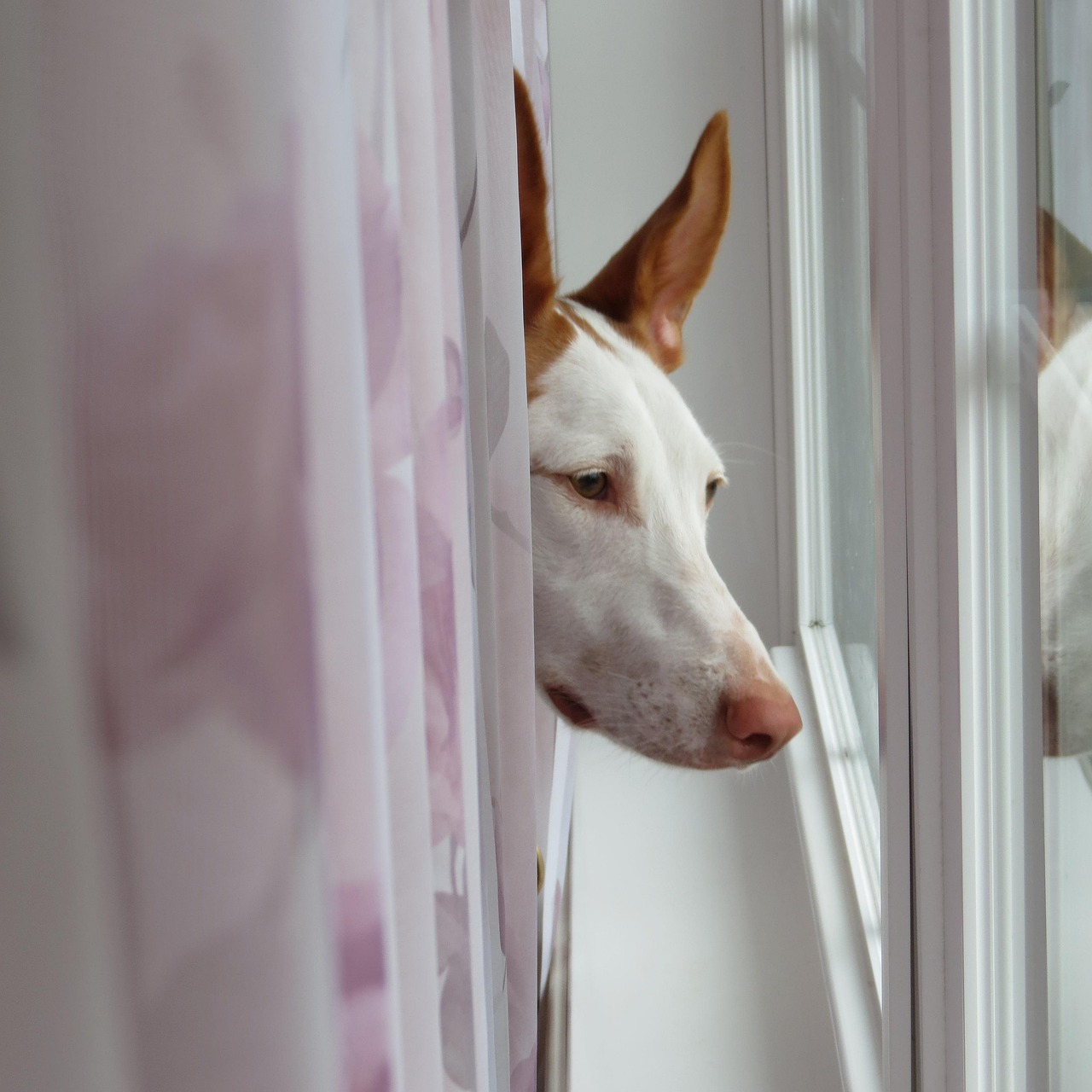 Ibizan Hound: Uncover The Enchanting World Of Ibizan Hounds And…