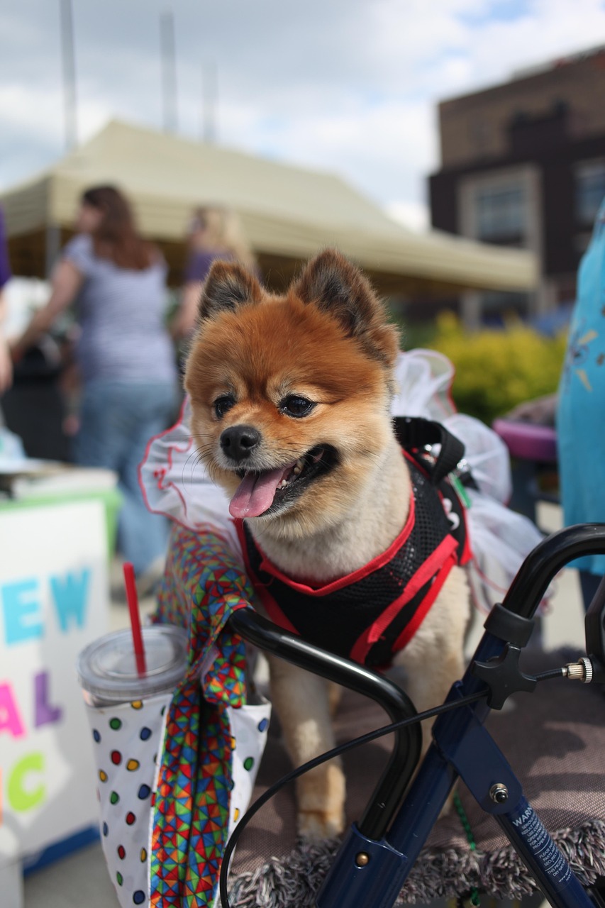 Pomeranian ~ Unveiling The Enchanting Pomeranians And Liechtenstein: A Guide…