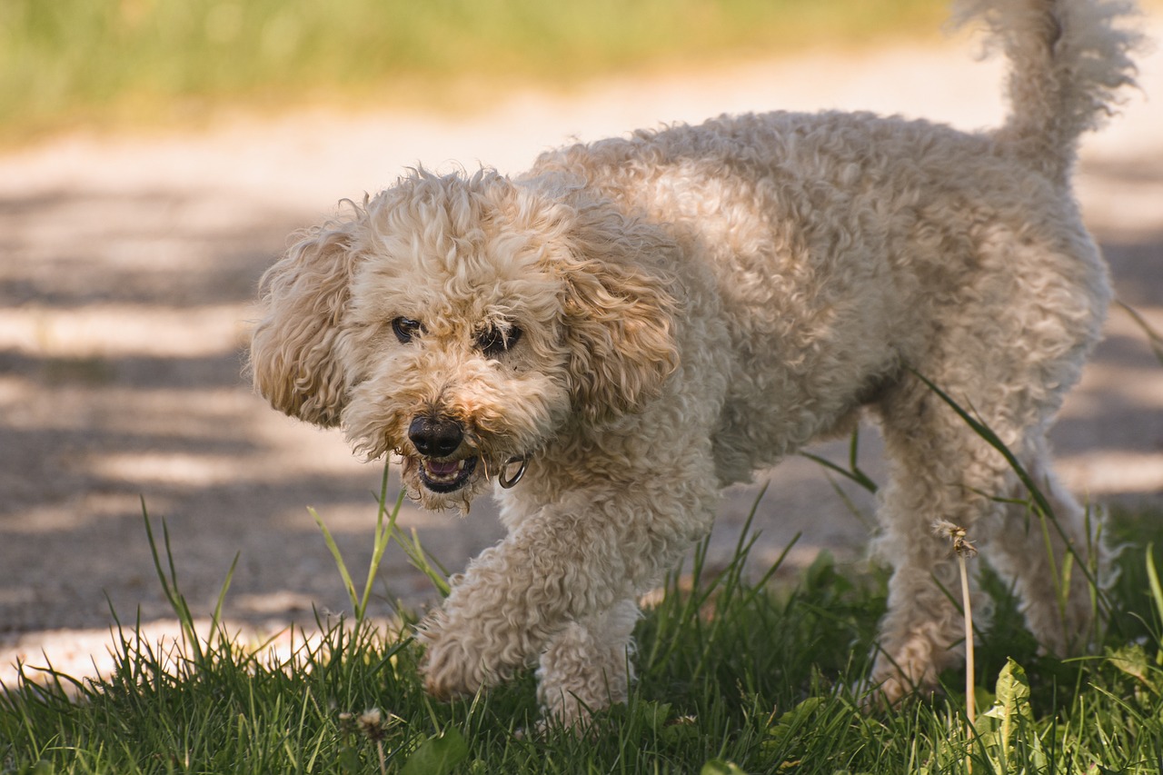 Poodle » Discover The Delightful World Of Poodles And The…