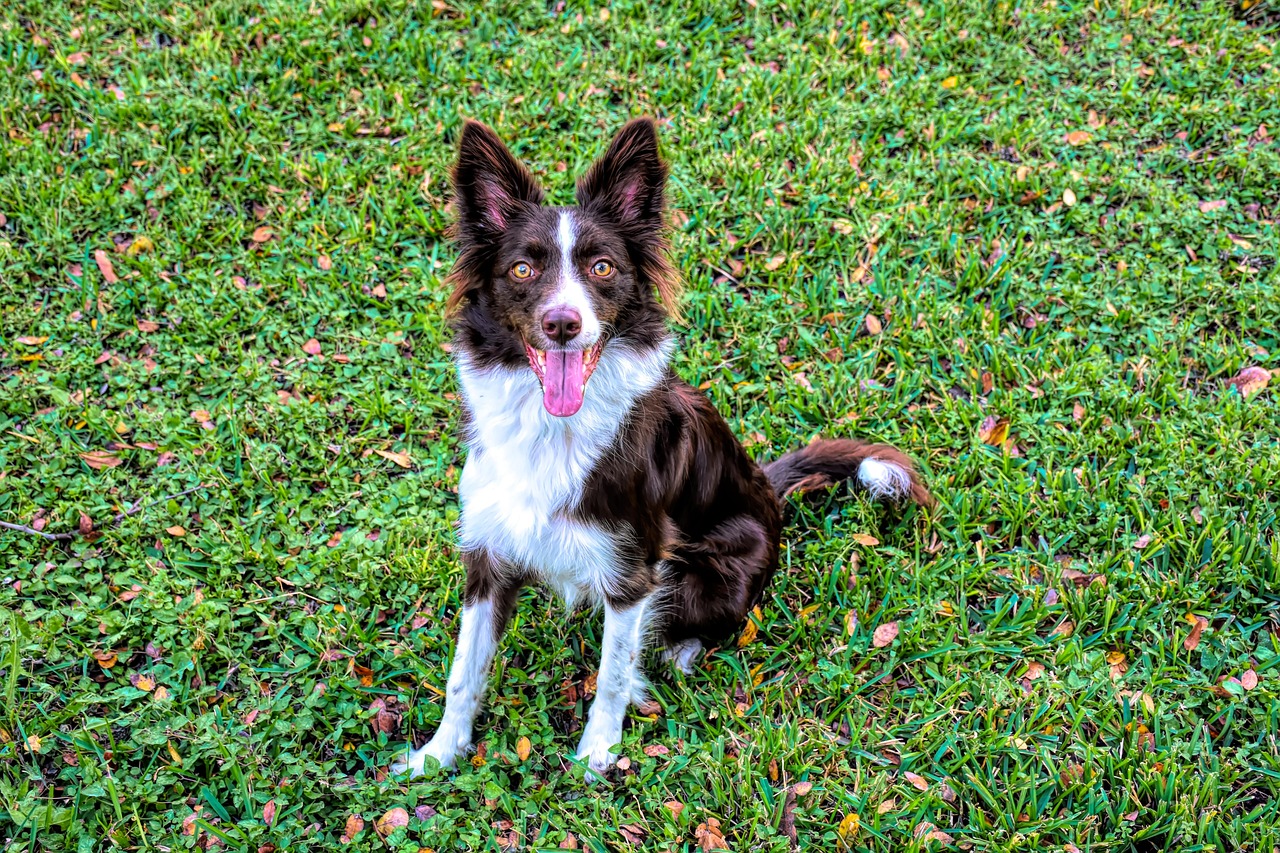 Pros And Cons Of Owning A Border Collie. – Border…