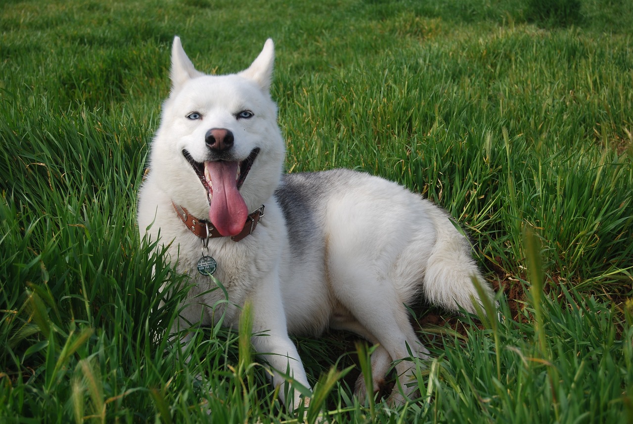 Siberian Husky » Huskies And Veins: An Unforgettable Journey Through…