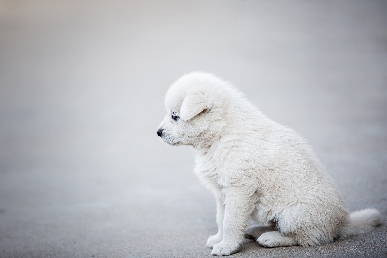 Spanish Water Dog » Discover The Spanish Water Dog: A…