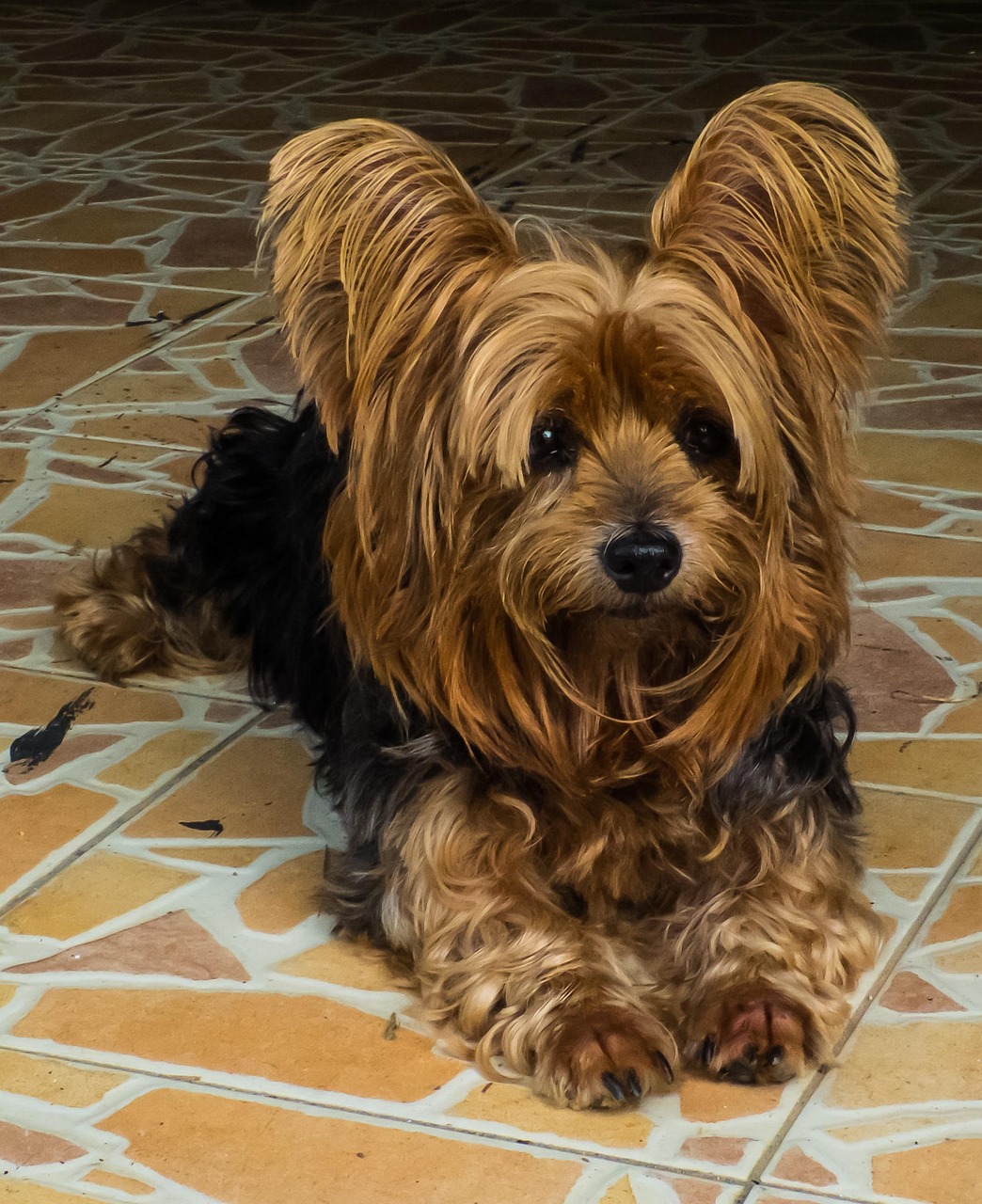 Yorkshire Terrier ~ Discover The Enchanting Yorkshire Terriers And Explore…