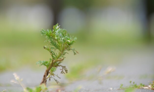 Capillaries &raquo; Tiny Tubes, Big Jobs: Exploring The Amazing World…