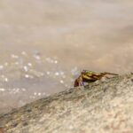 Crab &raquo; Welcome To The Wonderful World Of Crabs! Ever…