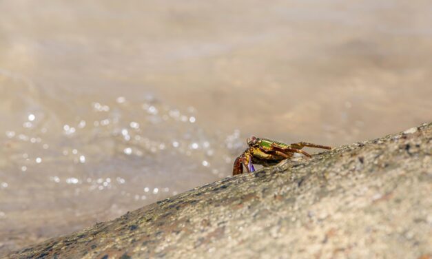 Crab &raquo; Welcome To The Wonderful World Of Crabs! Ever…
